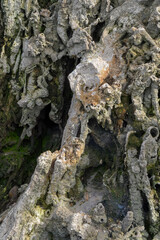 Rock cliff background, fossil rock, aquascape background material, paludarium