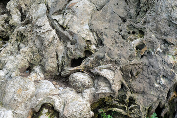 Rock cliff background, fossil rock, aquascape background material, paludarium