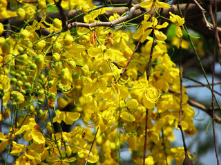 Beautiful golden shower tree in full bloom