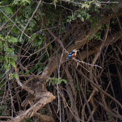 Kingfisher in Kenya Africa