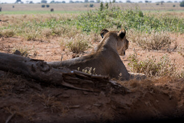 Lion female in the Masai Mara