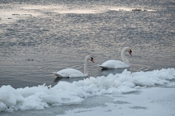Two swans swans flowing on river in winter scenery. The estuary of  Vistula, Sobieszewska Island, Poland