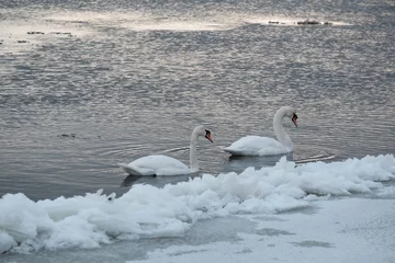 Zelfklevend Fotobehang Two swans swans flowing on river in winter scenery. The estuary of  Vistula, Sobieszewska Island, Poland © Iwona