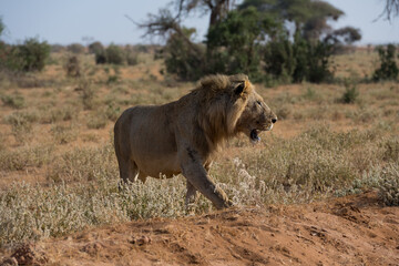 Male lions in the Masai Mara savannah