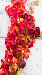 Autumn Leaves