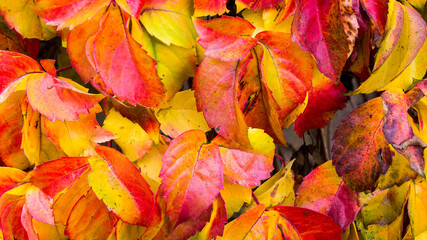 Autumn Leaves