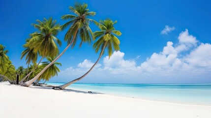 Palm trees on the beach