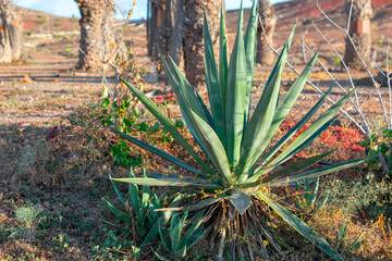 Obraz premium Agave plant in the desert of Gran Canaria, Canary Islands, Spain . Wilderness tropical nature 