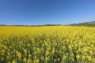Obraz premium Rapeseed field with mountains in the background and intense blue sky