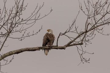 Male Bald Eagle perched on a tree branch looking over the marsh