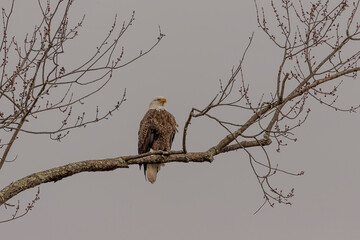 Male Bald Eagle perched on a tree branch looking over the marsh