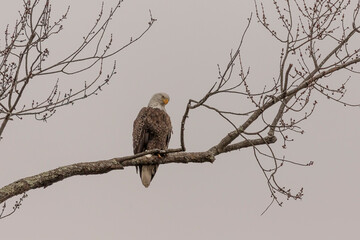 Male Bald Eagle perched on a tree branch looking over the marsh