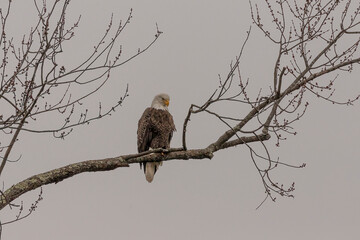 Male Bald Eagle perched on a tree branch looking over the marsh