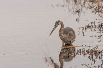 Great Blue Heron hunts for fish in the marsh