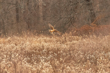 Female Northern Harrier flies over the meadow looking for a meal