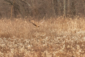 Female Northern Harrier flies over the meadow looking for a meal