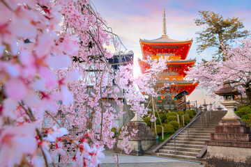 Kiyomizu-dera temple in Kyoto, Japan with beauiful full bloom sakura cherry blossom in spring