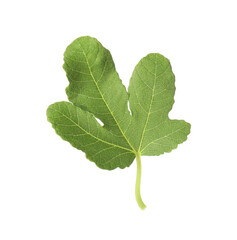 One green leaf of fig tree isolated on white