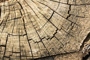 Fototapeta premium Wood Textures