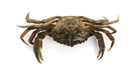 One fresh raw crab isolated on white, top view