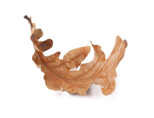 Autumn season. One dry oak leaf isolated on white