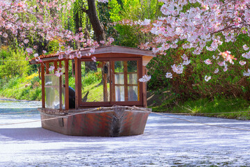 Beautiful full bloom cherry blossom sakura at Fushimi Jikkokubune district in Kyoto, Japan