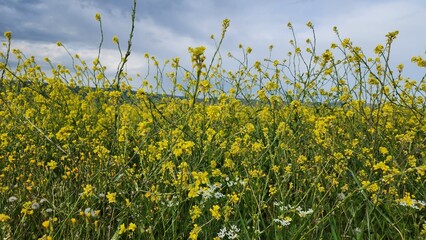 A radiant yellow flower blooms gracefully on the hillside, its petals glowing like drops of sunlight against the lush green backdrop. The delicate curves of its petals catch the soft breeze, swaying g