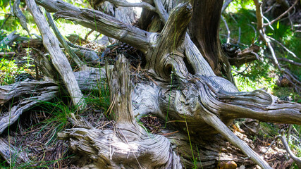 Wood Textures