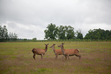 Deer in the field. Deer farm