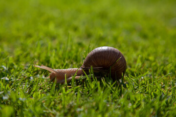 a snail in the grass © Mareks
