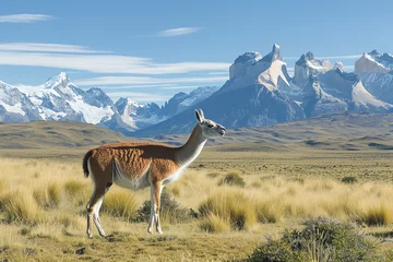 Fotobehang Show a guanaco grazing in the Patagonian steppe. The scene includes vast open landscapes and distant mountains © Davivd