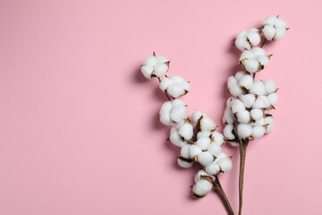 Branches with cotton flowers on pink background, top view. Space for text