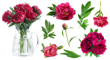 Beautiful red peonies with green leaves isolated on white, collection