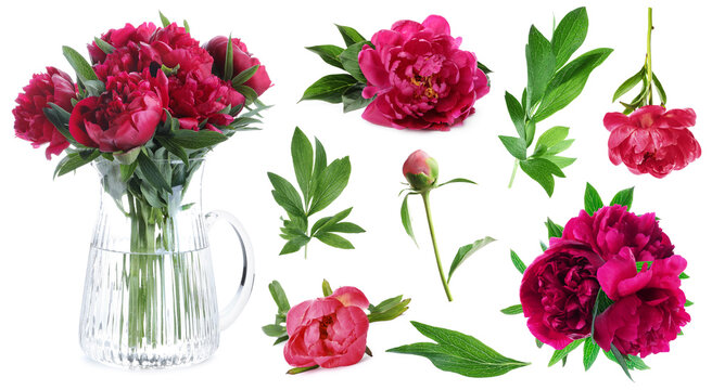 Beautiful red peonies with green leaves isolated on white, collection