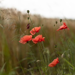 Naklejka premium poppy flowers, nature, grass