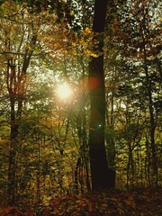 Licht das durch einen Herbstlichen Wald scheint - obrazy, fototapety, plakaty