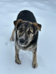 A kind dog looks with pitiful eyes. Mongrel on the street in winter. A street dog stands in the snow.