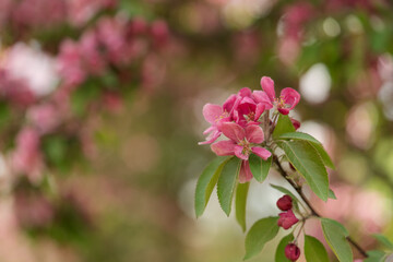 Closeup of decorative purple apple blossom in summer