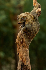 Flying lemur in the rainforest of Java, Indonesia.