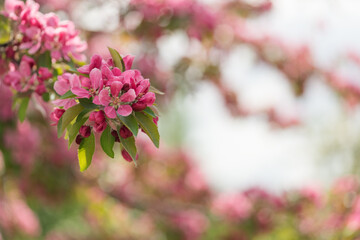 Closeup of decorative purple apple blossom in summer