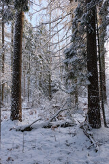 Wintertime landscape of snowy coniferous tree stand