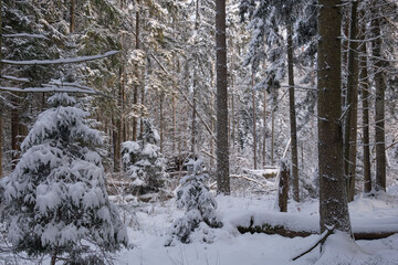 Wintertime landscape of snowy coniferous tree stand