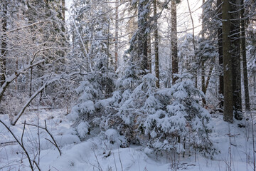 Wintertime landscape of snowy coniferous tree stand