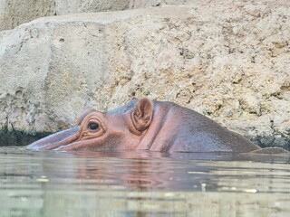  The hippos at Al Ain Zoo are majestic creatures, admired for their massive size and unique...