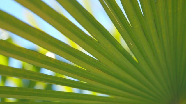 Green Leaves Texture Of Beautiful Palm Leaf With Sunshine. Natural Palm Leaf In Tropical Resort Garden. Close up.