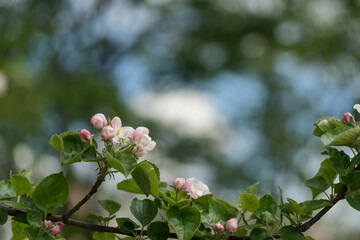 apple blossom in early summer closeup flowers