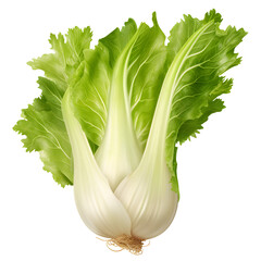 Bok choy vegetable isolated on the png background.