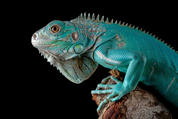 Blue Iguana (Cyclura lewisi)  is endemic to the island of Grand Cayman.