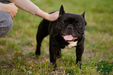 Fototapeta premium Woman hand strokes a black French bulldog on the lawn during a walk. Human and dog friendship concept. Childfree.