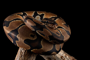 The Ball Python (Python regius) also called the Royal Python, is a python species native to West and Central Africa.